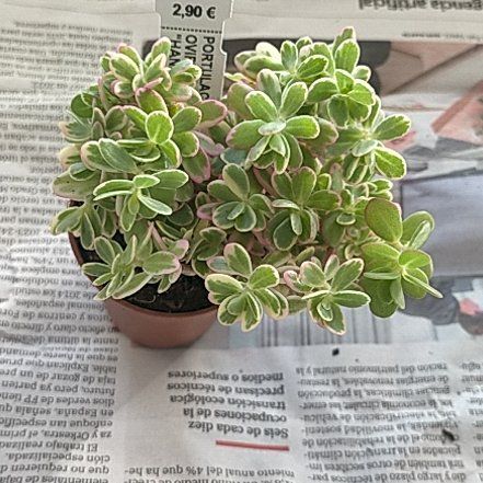 Photo of the plant species Large Leaf Elephant Bush by @Laurilius named Portulaca oviferum "Hana misteria" on Greg, the plant care app