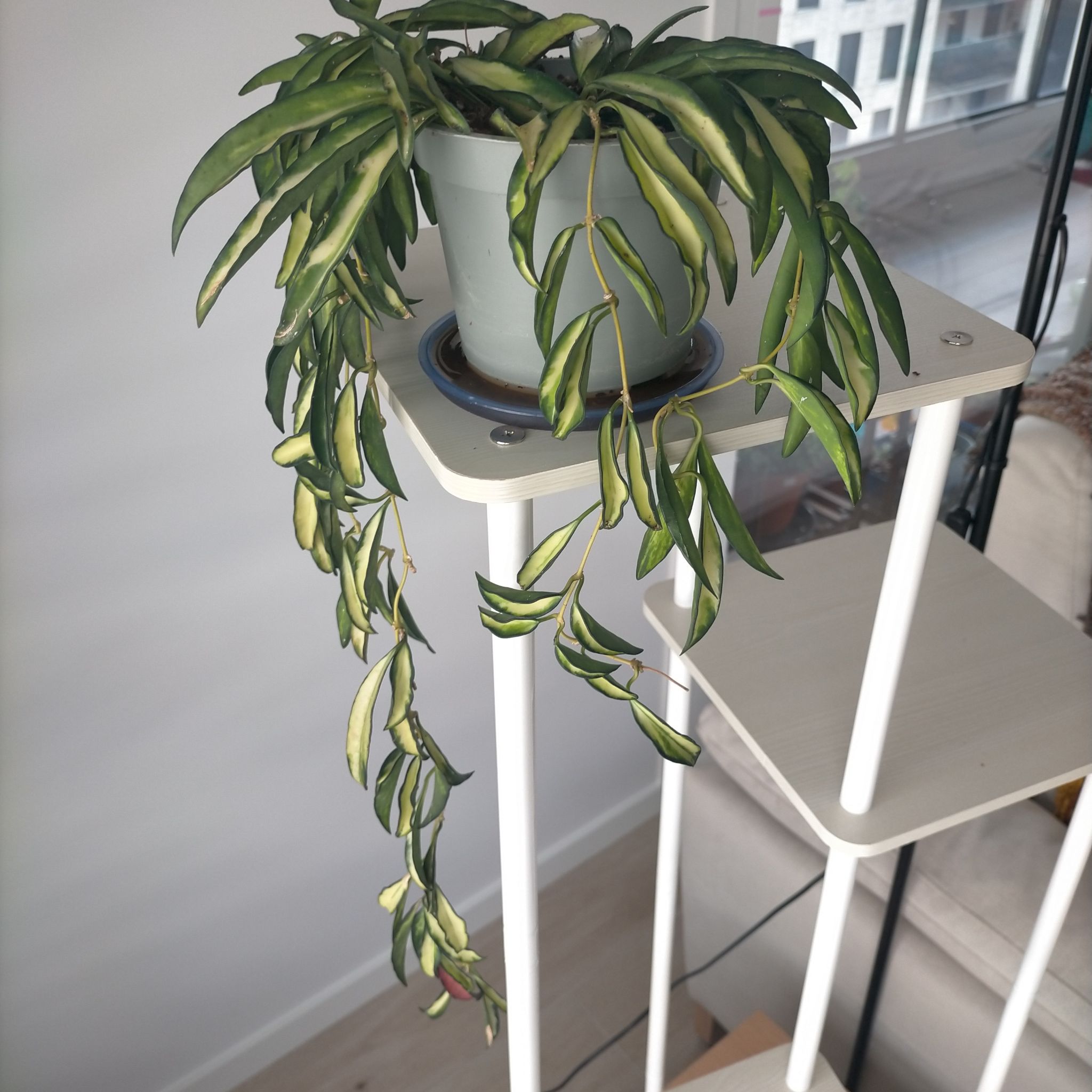 Photo of the plant species hoya wayeti by @Laurilius named Wayii on Greg, the plant care app