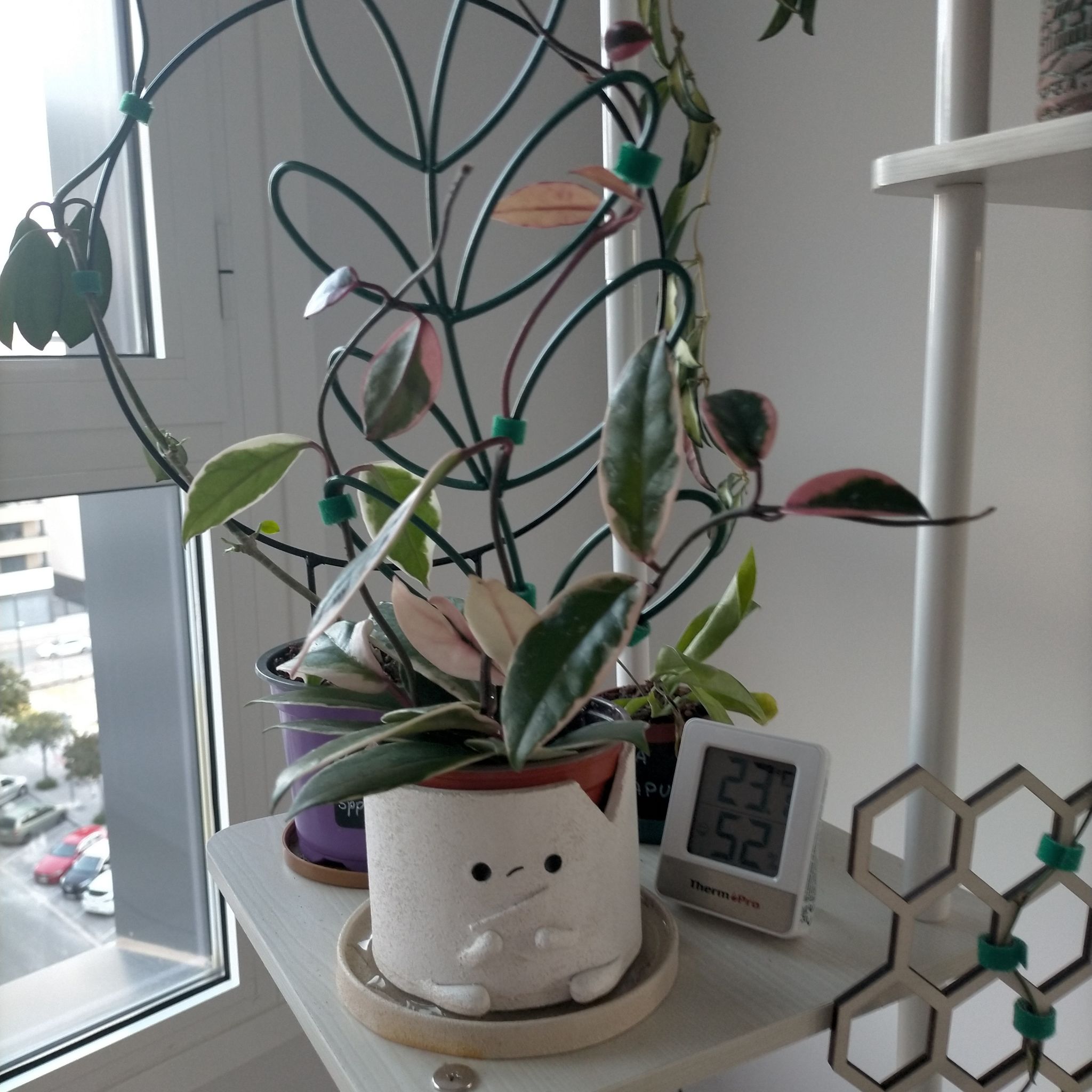 Photo of the plant species Hoya 'Purple Pride' by @Laurilius named Flamenkin on Greg, the plant care app