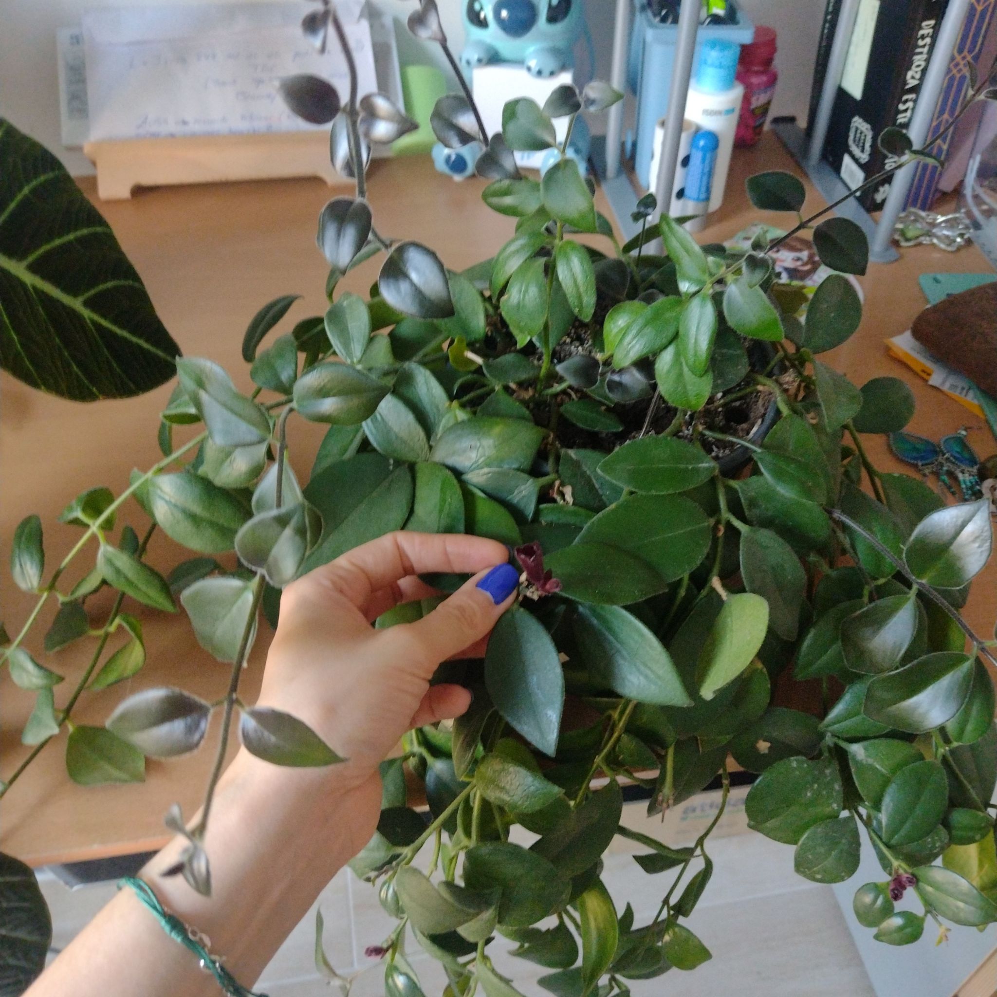 Photo of the plant species Lipstick black by @Laurilius named Luna on Greg, the plant care app