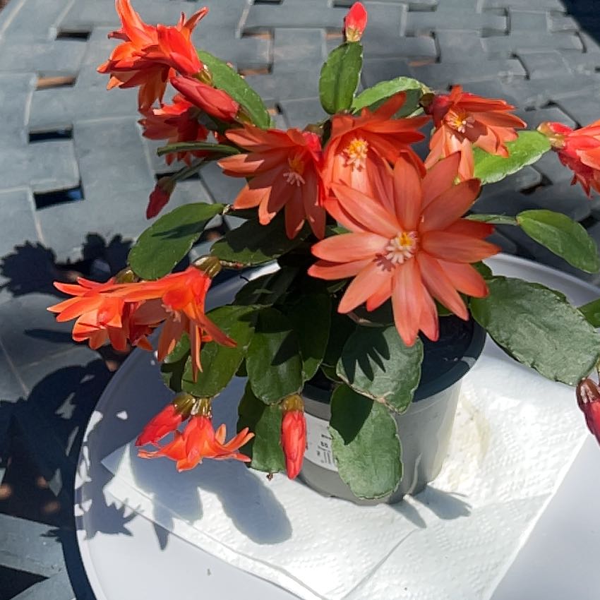 Photo of the plant species Spring Cactus by @GutsyWeberagave named Spike Leaves on Greg, the plant care app