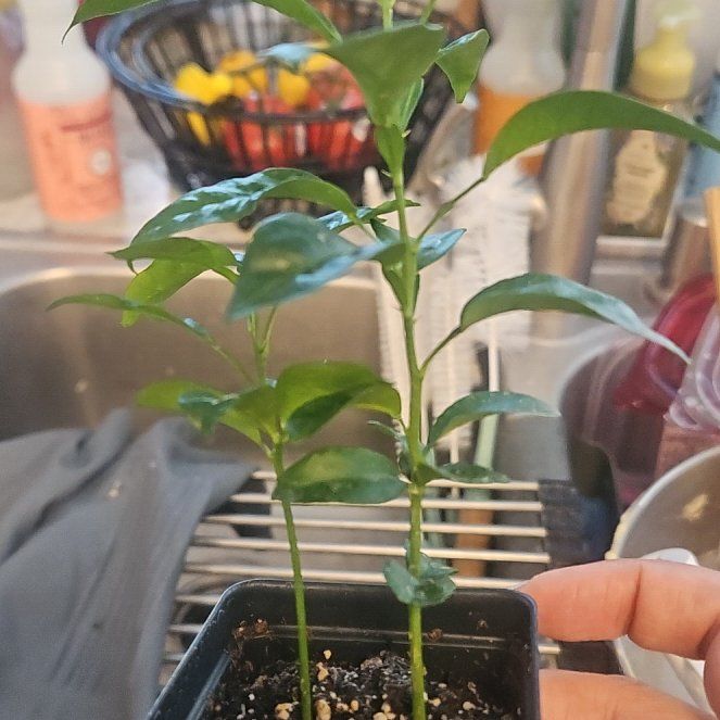 Photo of the plant species Sudachi Hybrid Yuzu by @VipApricot43 named Yuzu on Greg, the plant care app