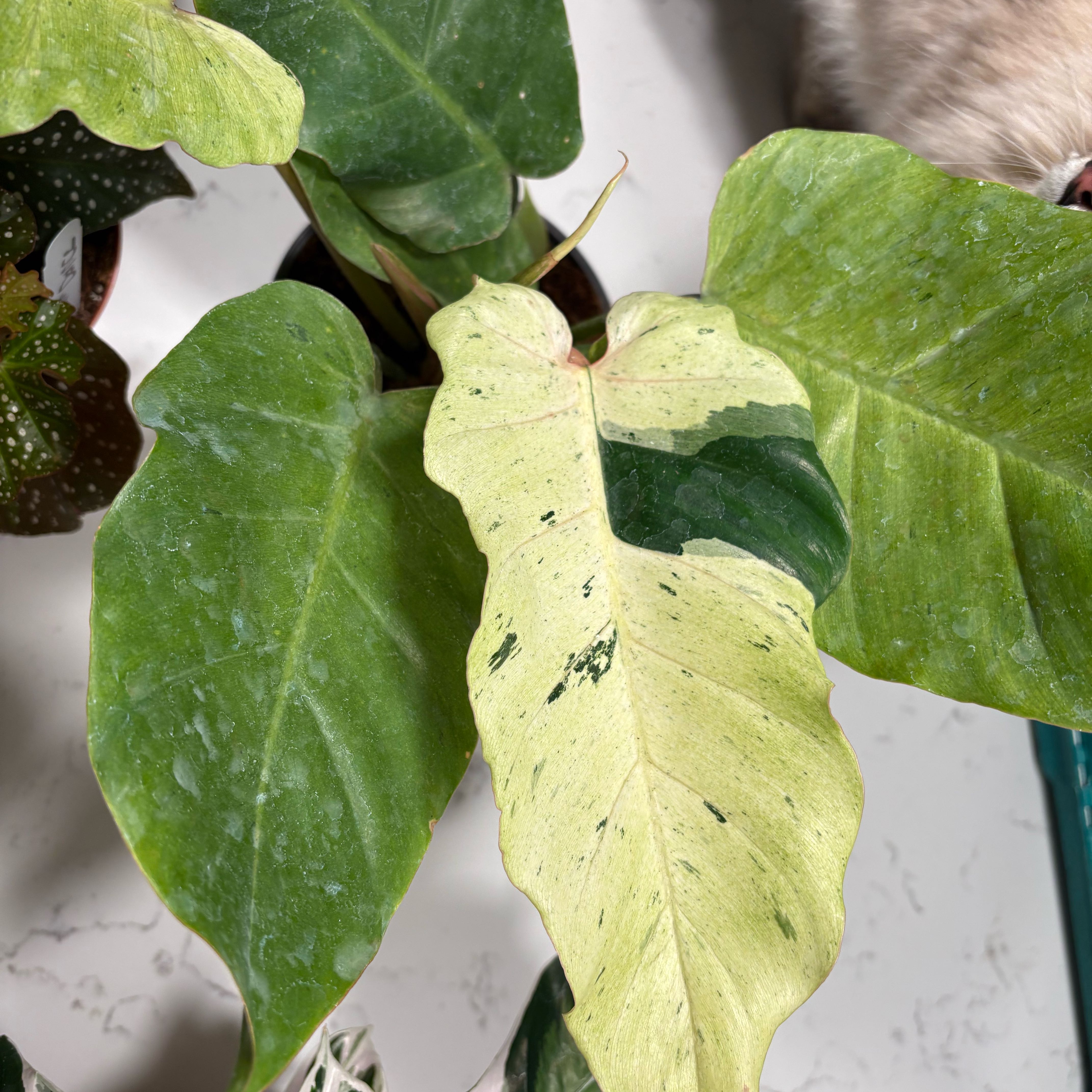 Photo of the plant species Variegated Philodendron subhastatum by @IdealKaro33 named Foxxy on Greg, the plant care app