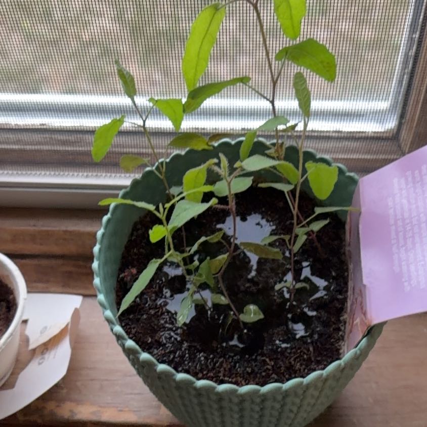 Photo of the plant species Eucalyptus by @StarBacopa40 named Delilah on Greg, the plant care app