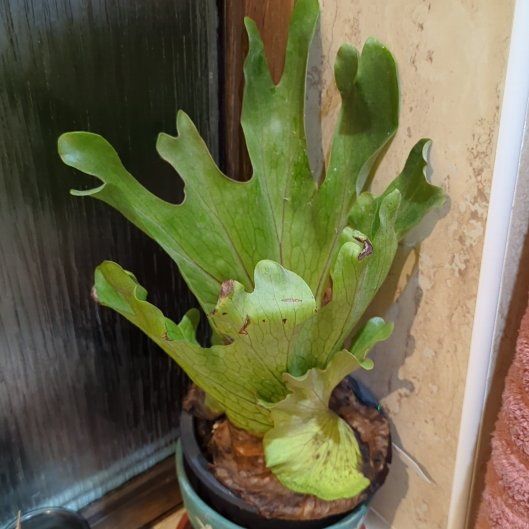 Photo of the plant species Staghorn Fern by @ChampRosecactus named LiloStitch on Greg, the plant care app
