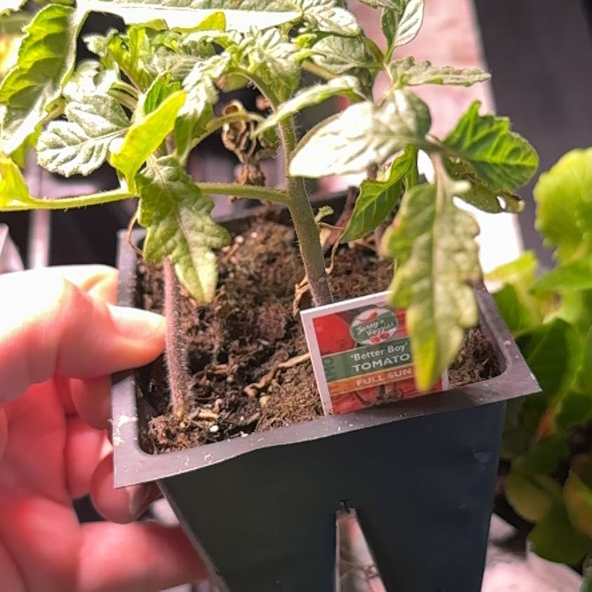 Photo of the plant species Tomato 'Better Boy' by @WinJonquil8 named Tree Diddy on Greg, the plant care app