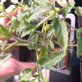 Photo of the plant species Black Diamond Watermelon by @WinJonquil8 named Bella on Greg, the plant care app