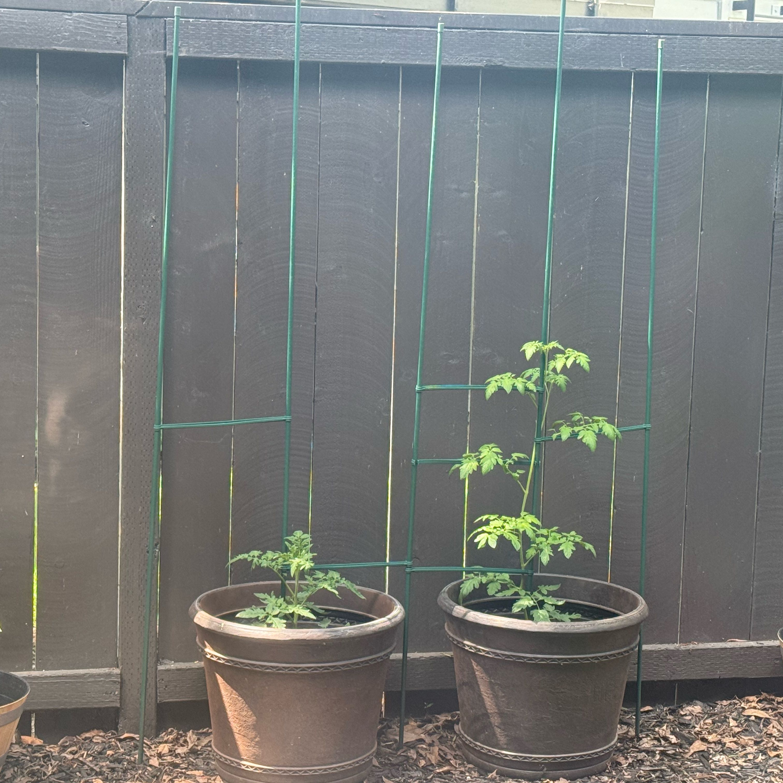 Photo of the plant species Tomato 'Sweet 100' by @FancierSapote99 named Marilyn on Greg, the plant care app