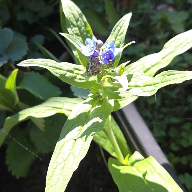 Photo of the plant species Chinese Forget-Me-Not by @AlwaysIvory named Einstein on Greg, the plant care app