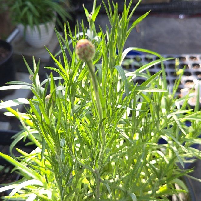 Photo of the plant species Centaurea Cyanus by @AlwaysIvory named Gregarious on Greg, the plant care app