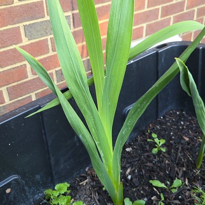 Photo of the plant species Gladiolus by @AlwaysIvory named Spike Leaves on Greg, the plant care app