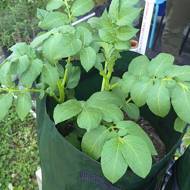 Photo of the plant species Potato by @AlwaysIvory named Nithin on Greg, the plant care app