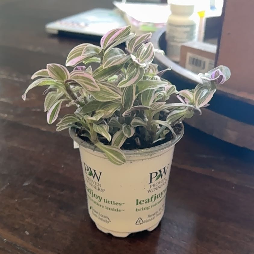 Photo of the plant species Feeling Flirty by @TryAchiote89 named Violet on Greg, the plant care app