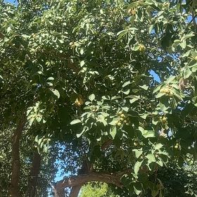 Photo of the plant species Mexican-Olive by @PureDatepalm89 named Achilles on Greg, the plant care app
