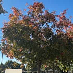 Photo of the plant species Cyprus Turpentine by @PureDatepalm89 named Keanu Leaves on Greg, the plant care app