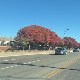 Photo of the plant species Stone Pine by @PureDatepalm89 named Figyonce on Greg, the plant care app