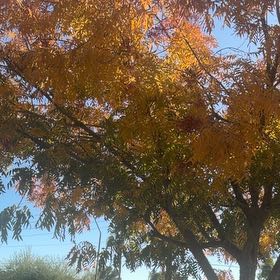 Photo of the plant species Neem by @PureDatepalm89 named Sonora on Greg, the plant care app