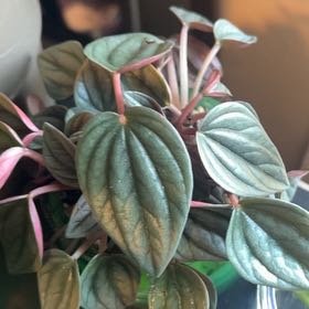 Photo of the plant species Radiator Plant by @tea777 named Marilyn on Greg, the plant care app