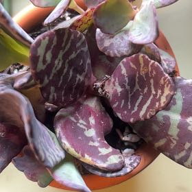 Photo of the plant species Kalanchoe 'Desert Surprise' by @tea777 named Gaga on Greg, the plant care app