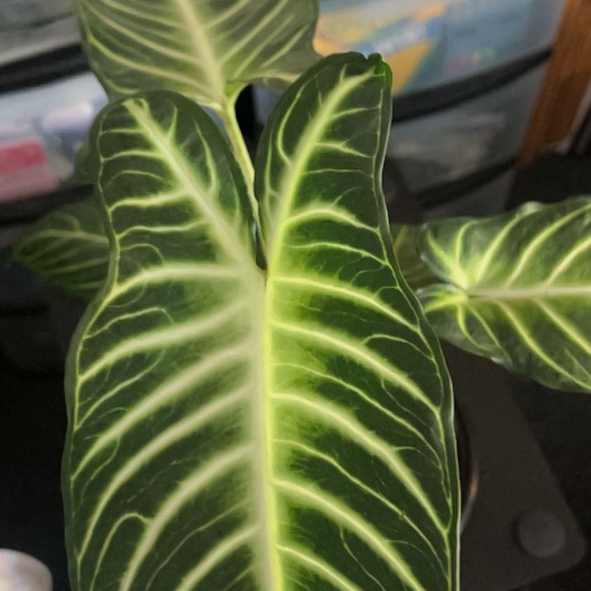 Photo of the plant species Xanthosoma by @tea777 named Miley on Greg, the plant care app