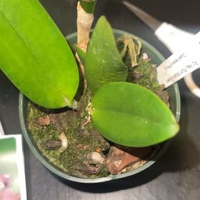 Photo of the plant species Cattleya Orchid by @tea777 named Harper on Greg, the plant care app
