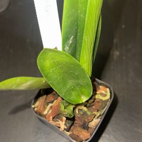 Photo of the plant species Cattleya Orchid by @tea777 named Beckham on Greg, the plant care app