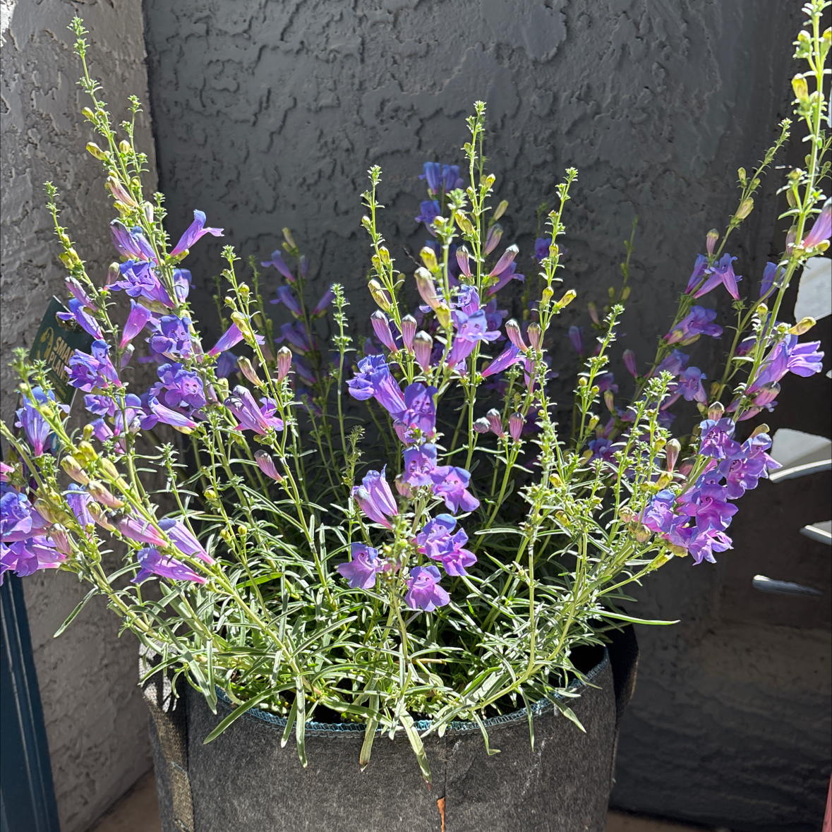 Photo of the plant species Penstemon 'Margarita BOP' by @PoisedSoftbrome named Margaret on Greg, the plant care app