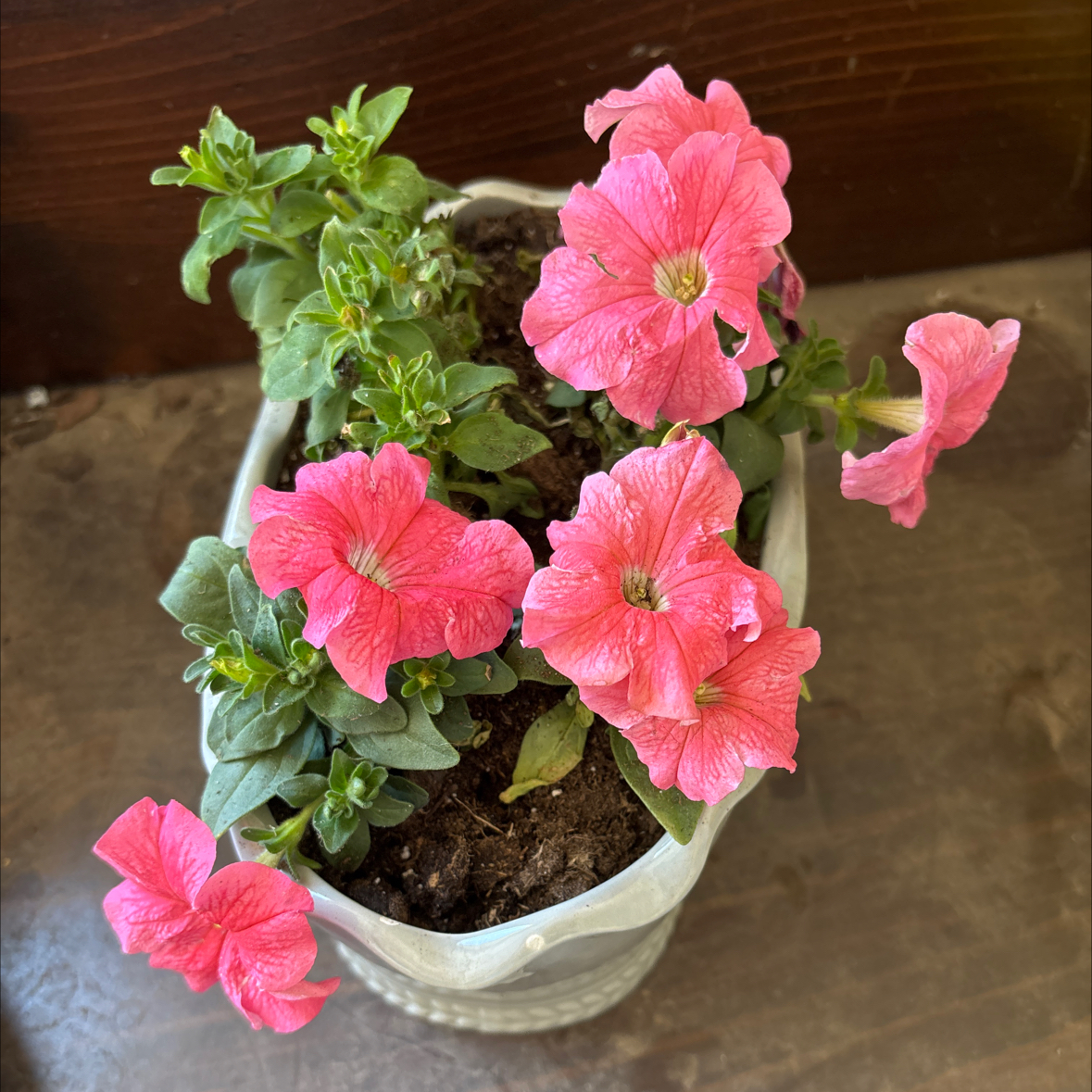 Photo of the plant species Surfinia Sweet Pink Petunia by @PoisedSoftbrome named Petunia on Greg, the plant care app