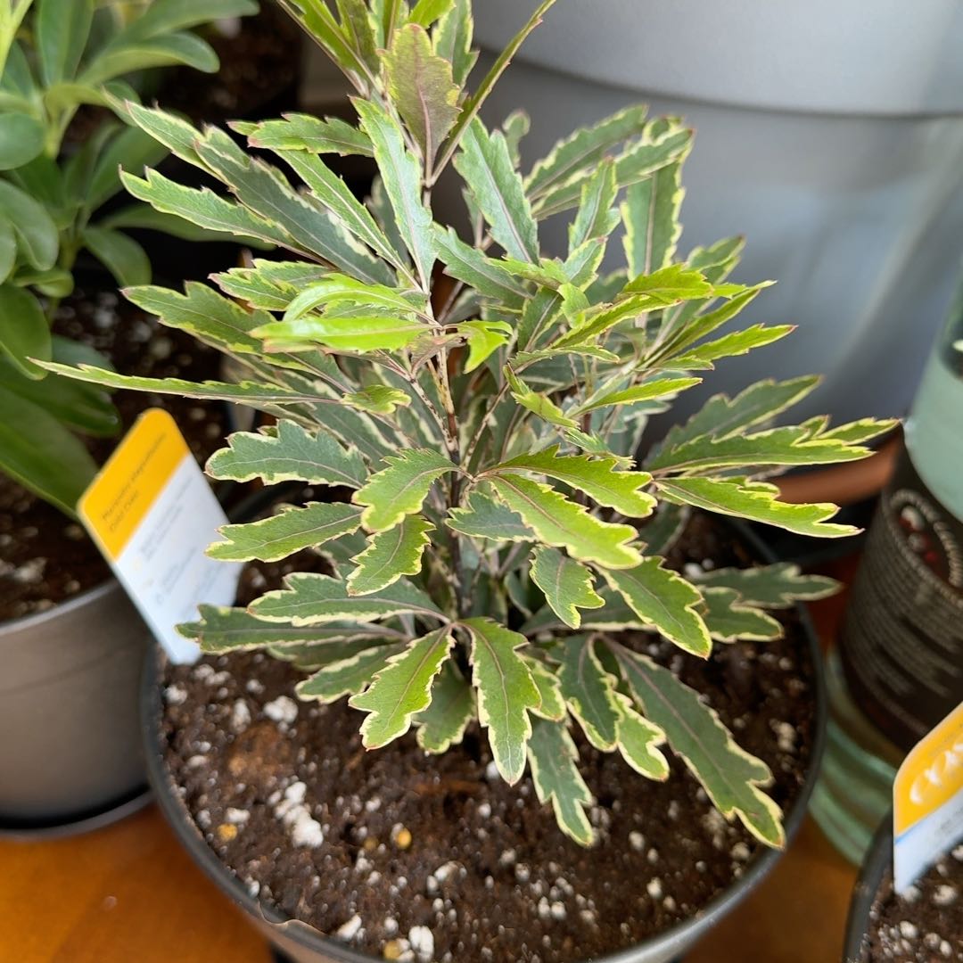 Photo of the plant species Gold Crest False Aralia by @MannerlyKanna72 named Gold Crest on Greg, the plant care app