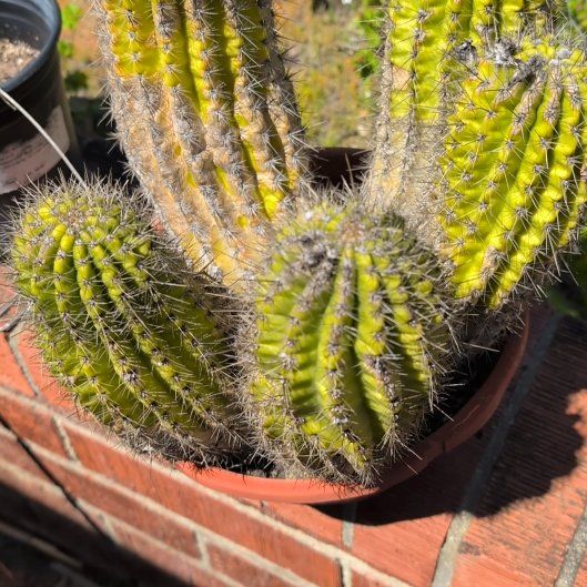 Photo of the plant species Trumpet Flower Cactus by @BoldFeijoa86 named Darwin on Greg, the plant care app