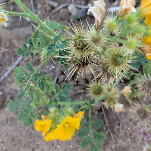 Photo of the plant species Sticky Nightshade by @BoldFeijoa86 named Harper on Greg, the plant care app
