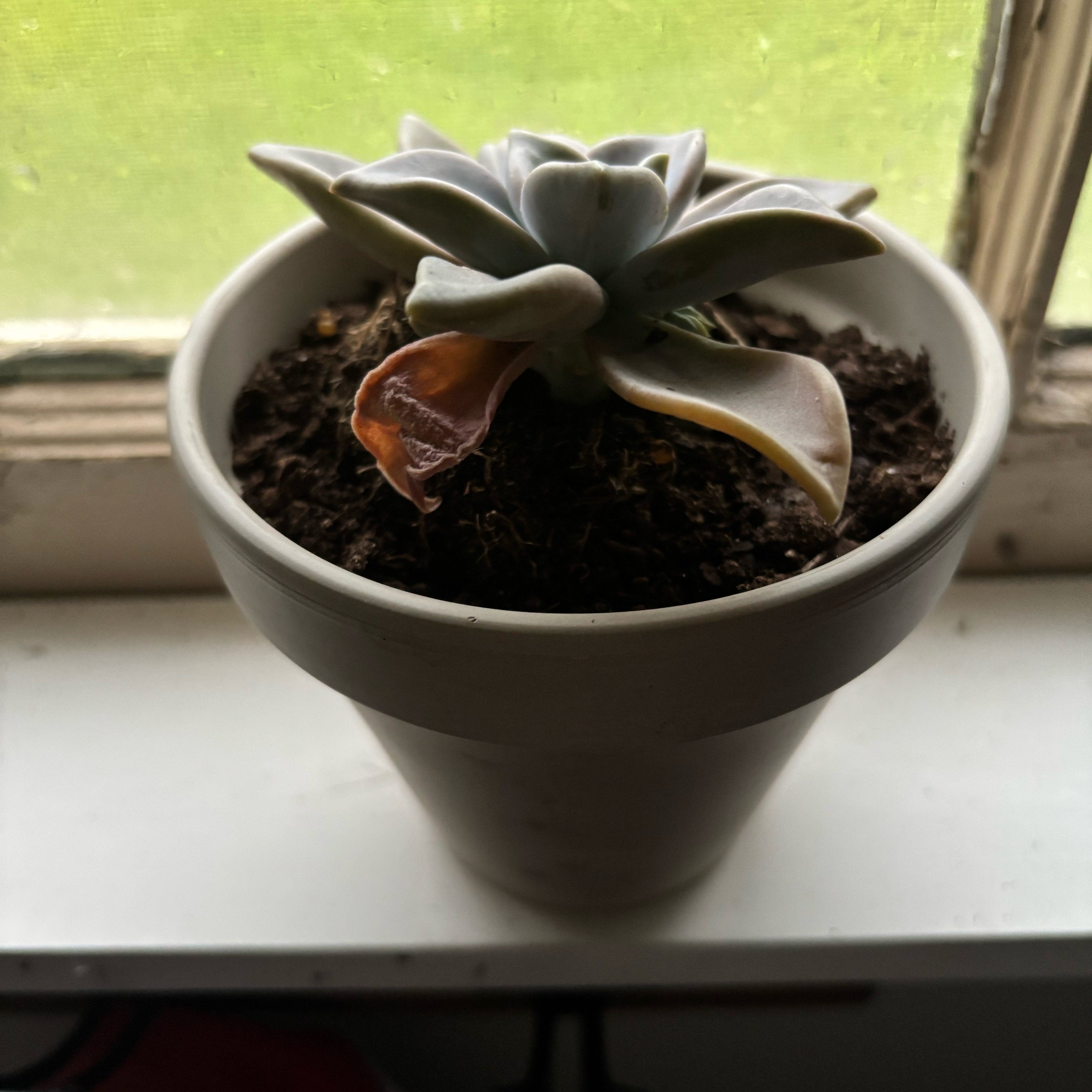 Photo of the plant species Graptopetalum paraguayense 'Peach' by @ReputablePokaka named Hemingway on Greg, the plant care app