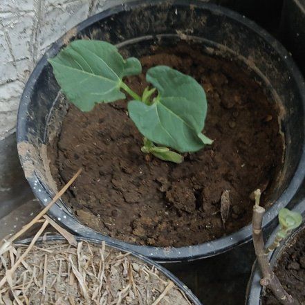 Photo of the plant species Dark Red Kidney Beans by @MasterRedpanama named Demi on Greg, the plant care app