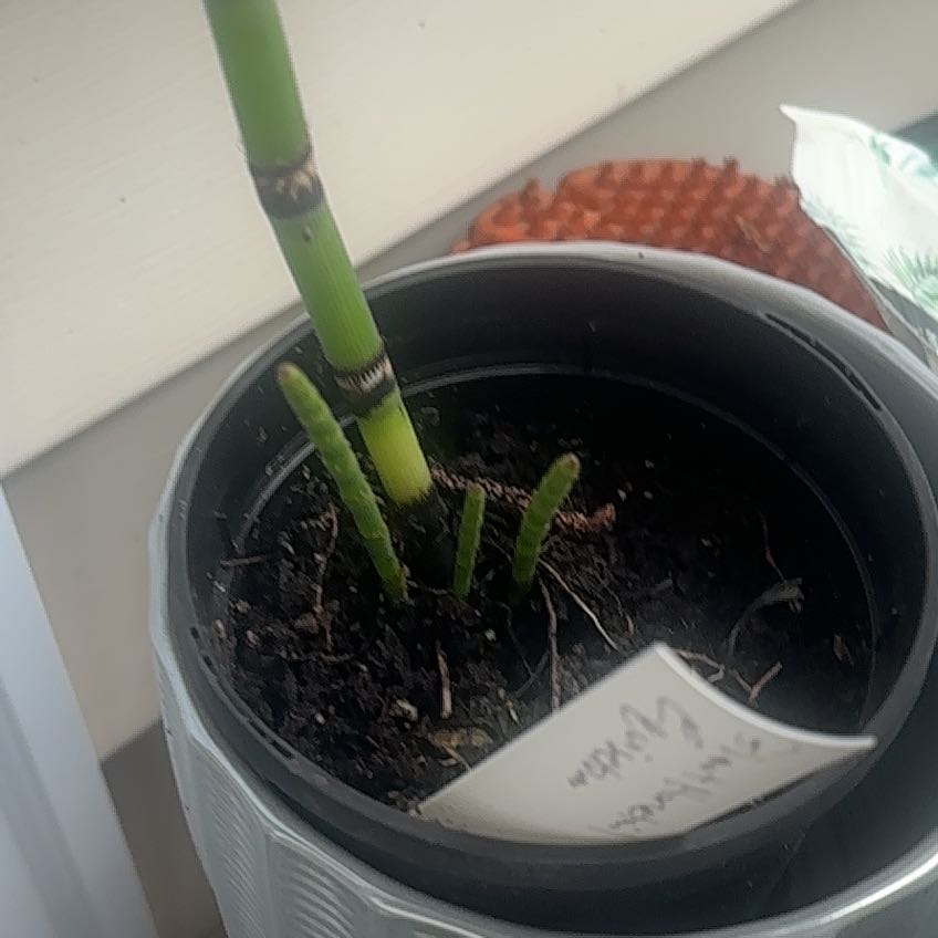 Photo of the plant species Common Scouring-Rush by @SlickStrawberry named Homer on Greg, the plant care app