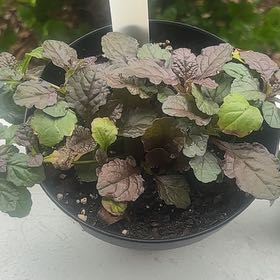 Photo of the plant species Blue Bugle by @SlickStrawberry named Diana on Greg, the plant care app