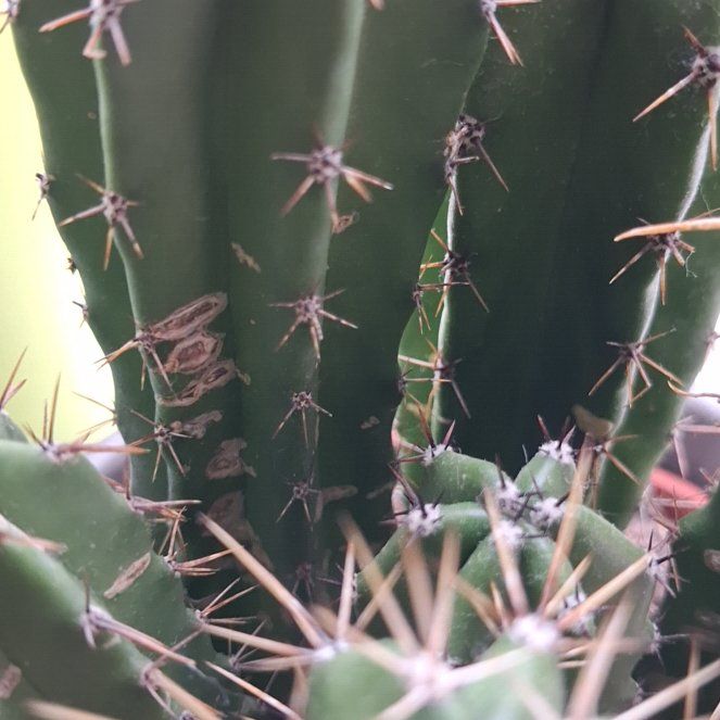 Photo of the plant species Pachycereus Pecten-Aboriginum by @plantplankton named McKinley on Greg, the plant care app