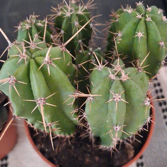 Photo of the plant species Hairbrush by @plantplankton named Elina on Greg, the plant care app