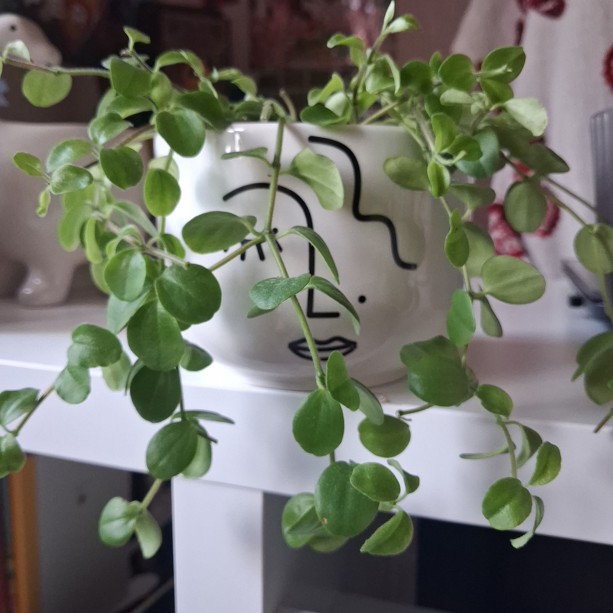 Photo of the plant species Trailing Jade by @plantplankton named Jade on Greg, the plant care app