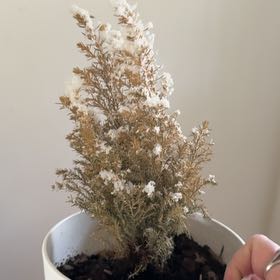 Photo of the plant species Monterey Cypress 'Ellwoodii' by @KookyHotpeppers named Rainier on Greg, the plant care app