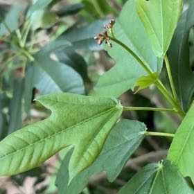 Photo of the plant species Spicy Jatropha by @HotMungbeans22 named Sanders on Greg, the plant care app