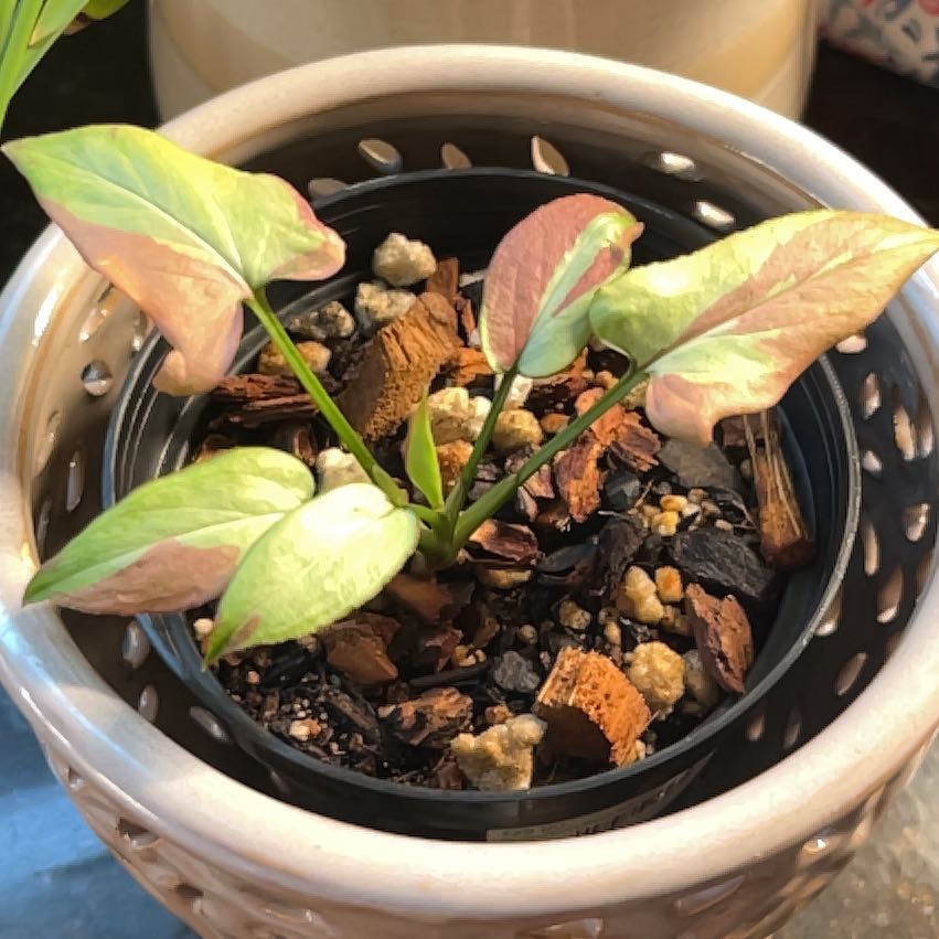 Photo of the plant species Syngonium Orm Nagpum by @NicePalemadwort named Sproutacus on Greg, the plant care app