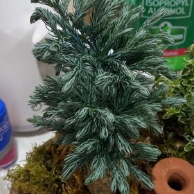Photo of the plant species Himalayan Blue Pine by @SuaveBushlily80 named Piney on Greg, the plant care app