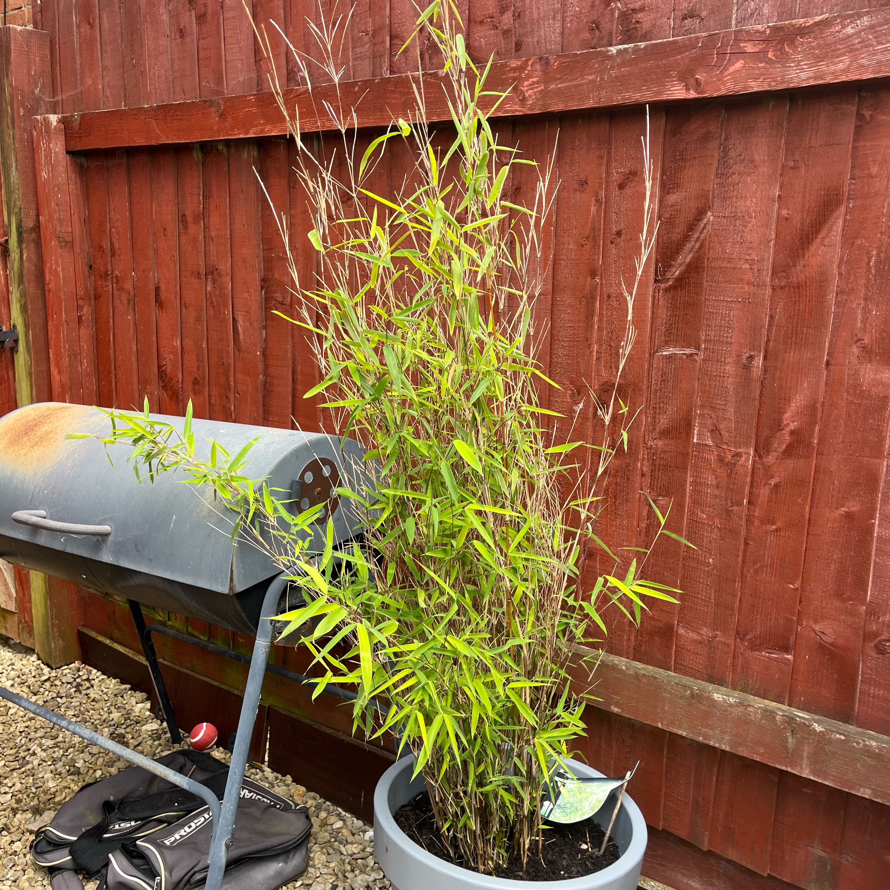 Photo of the plant species Fargesia Bamboo by @FancyGreenash67 named Xena on Greg, the plant care app
