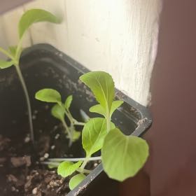 Photo of the plant species Bok Choy by @TastefulKowhai named Tupot amaroot on Greg, the plant care app