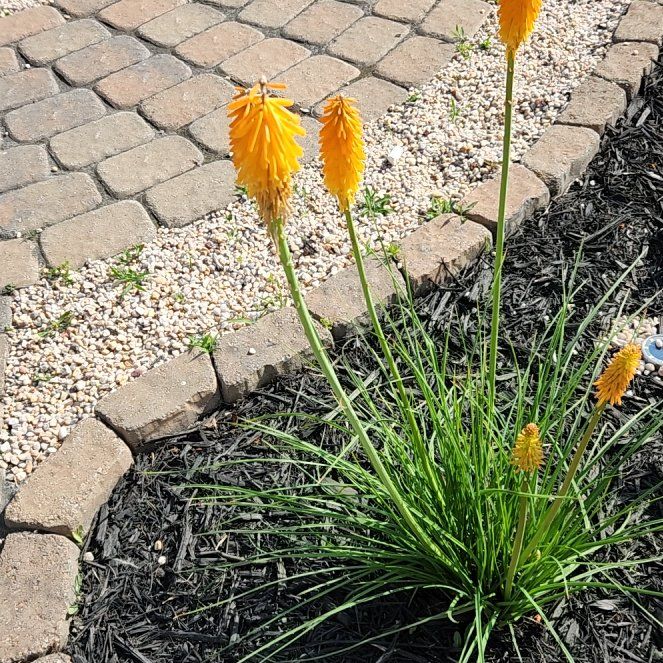 Photo of the plant species Red Hot Poker by @HunkyWorm11 named Sahara on Greg, the plant care app