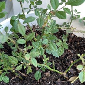 Photo of the plant species Small-Leaved Sweet Briar by @HoorayBacchus37 named Homer on Greg, the plant care app