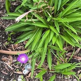 Photo of the plant species Stokes' Aster by @HoorayBacchus37 named Lebron on Greg, the plant care app