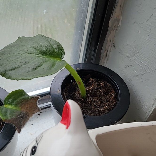 Photo of the plant species African Violet by @DeftFuscia2 named Walt on Greg, the plant care app