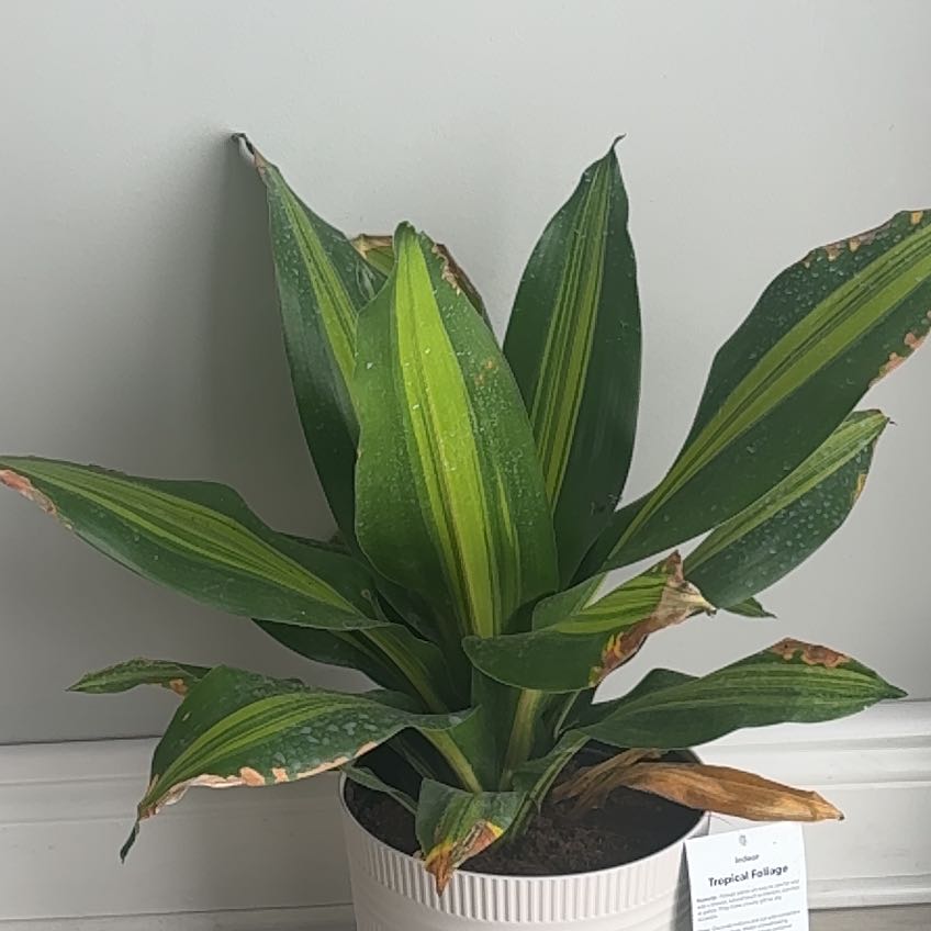 Photo of the plant species Tropical Foliage by @DedicatedYuzu14 named Morgan Treeman on Greg, the plant care app