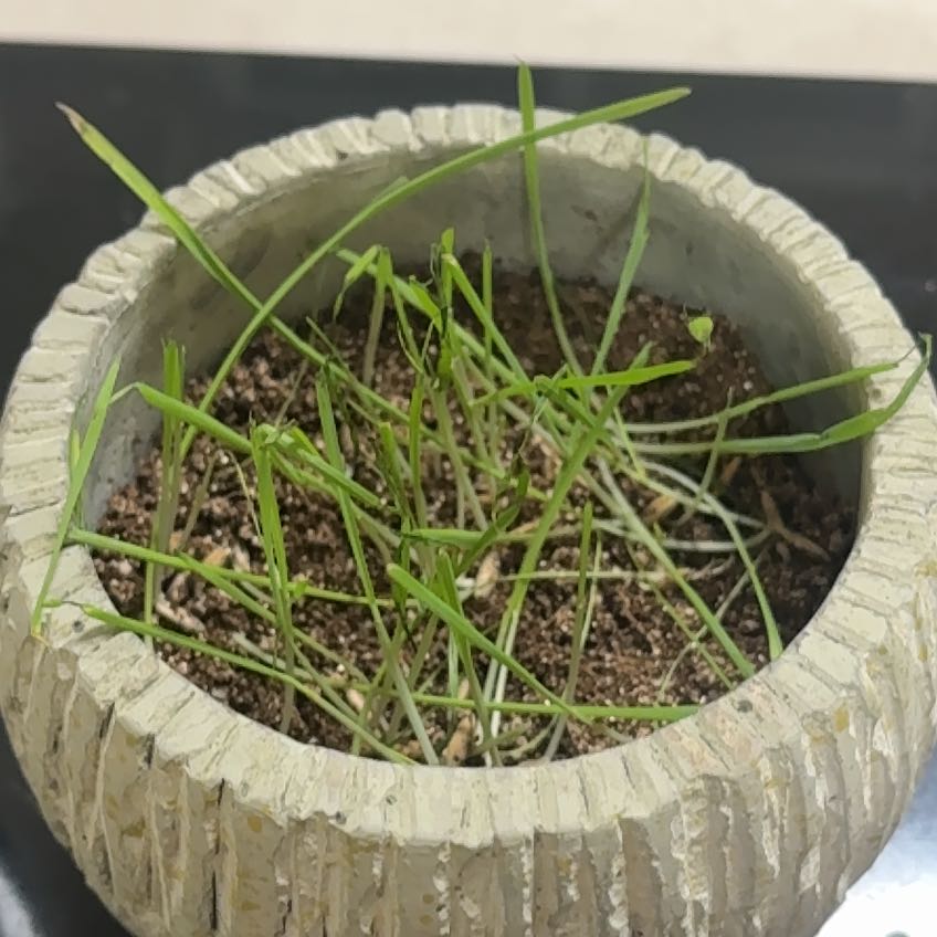 Photo of the plant species Oatgrass by 諒多 named Prince on Greg, the plant care app